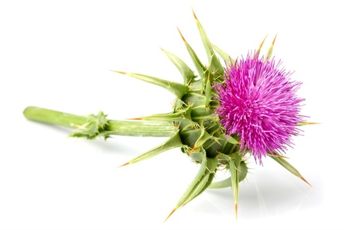 milk thistle holista اصلی